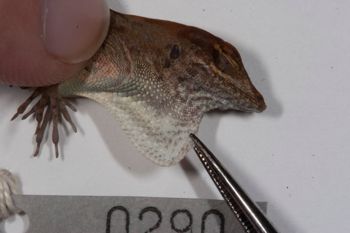 Media type: image;   Herpetology R-186223